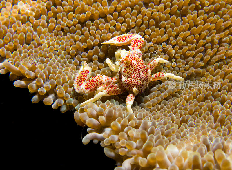 海葵上的瓷蟹(Neopetrolisthes maculatus)